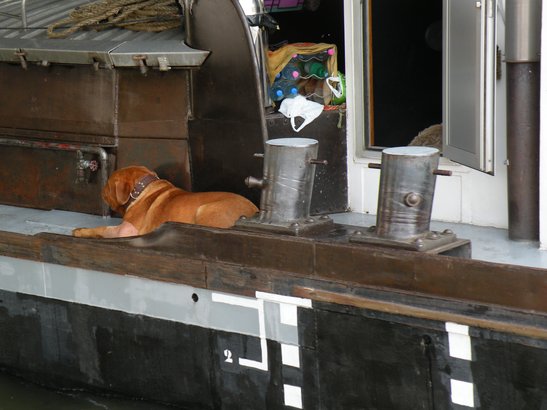  chien sur une péniche